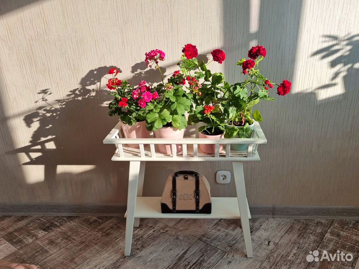 Пеларгония розебудная PAC Kate