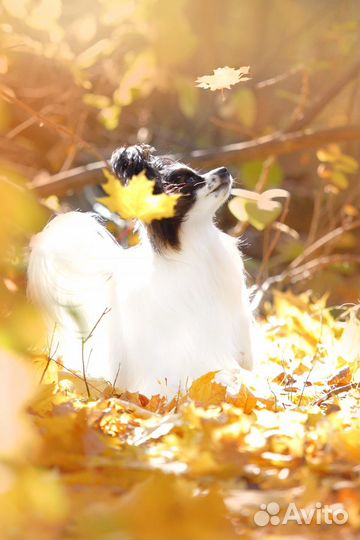 Папийон вязка, щенки Папийона