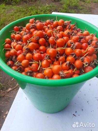 Калина ягода,шиповник сухой,травы лекарственные