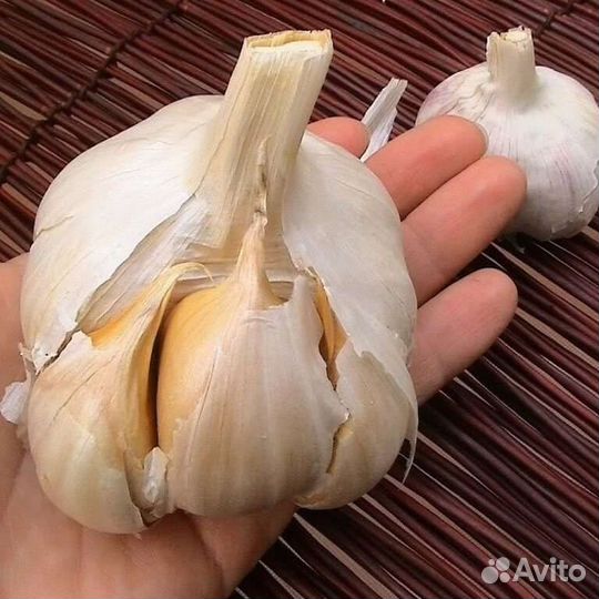 Рокамболь лук чеснок