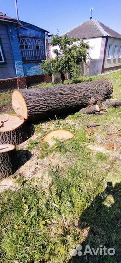 Продам ствол дуба