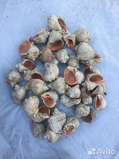 Рапаны по 10