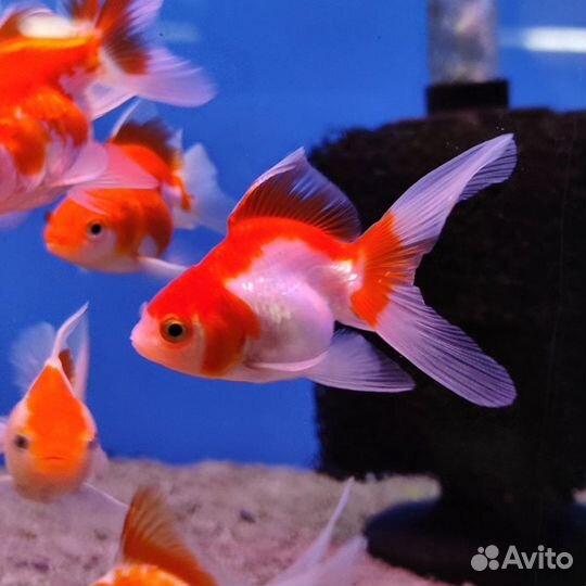 Аквариумные рыбки и растения
