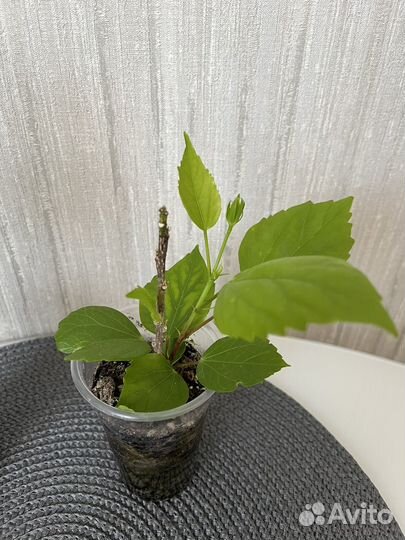 Гибискус сортовой / комнатный цветок