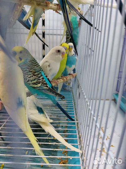 Волнистый попугай