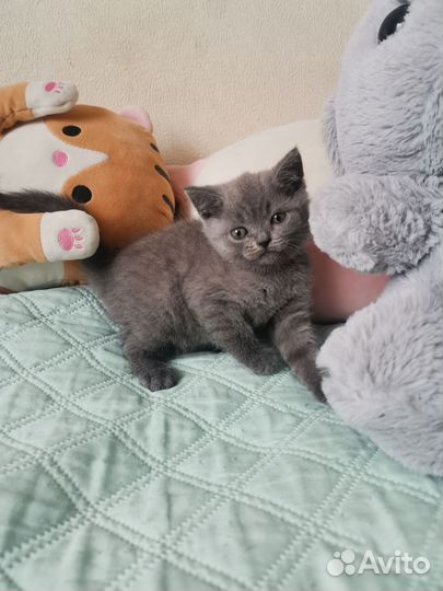 Шотландские котята