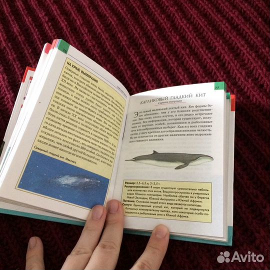 Энциклопедия дельфины и киты