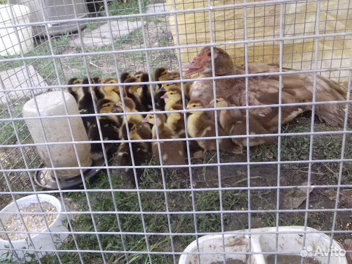 Утята индоутки (шипуны)