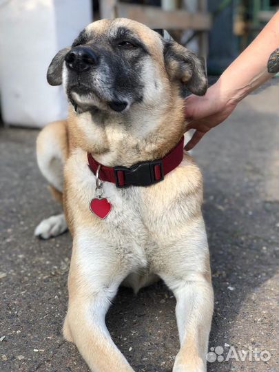 Златерья ищет дом и своего человека