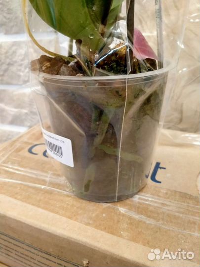 Орхидея фаленопсис Пират Пикоти