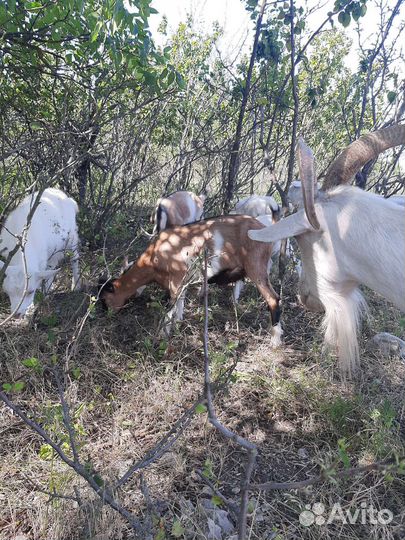 Продам козье молоко