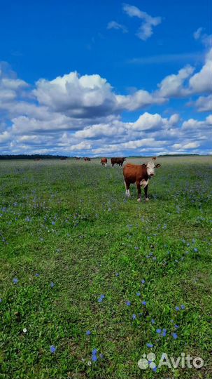 Телки Герефорд класса класса элита и элита-рекорд