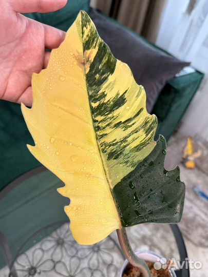 Филодендрон карамель марбл черенок