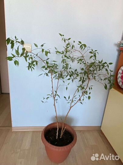 Фикус с большим горшком