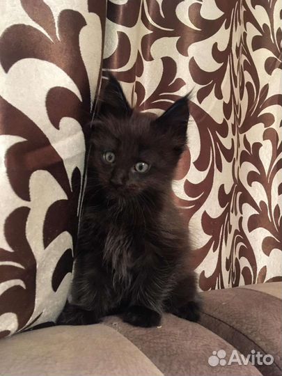 Котята мейн-кун