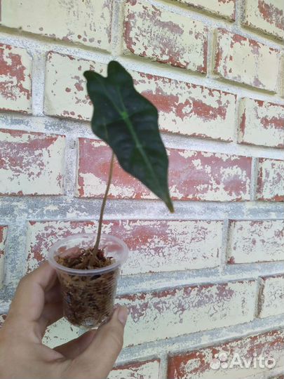 Алоказия sanderiana Nobilis