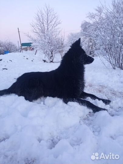 Щенки немецкой овчарки черные