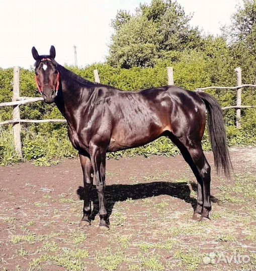 Чк производитель