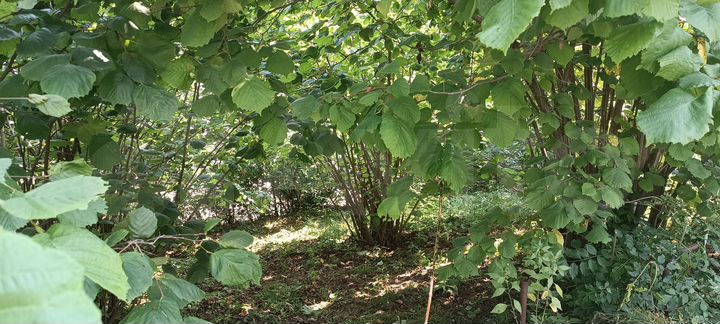 Участок 8,2 сот. (ИЖС)