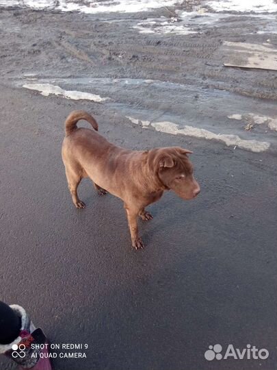 Шарпей бесплатно