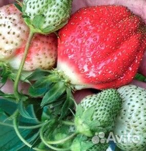 Саженцы клубники. Ремонтантные сорта (нсд)