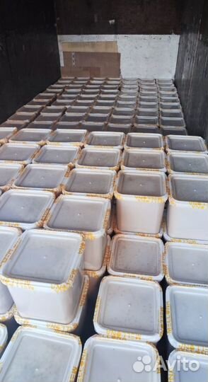 Опт. мед натуральный Алтайский от 16 кг