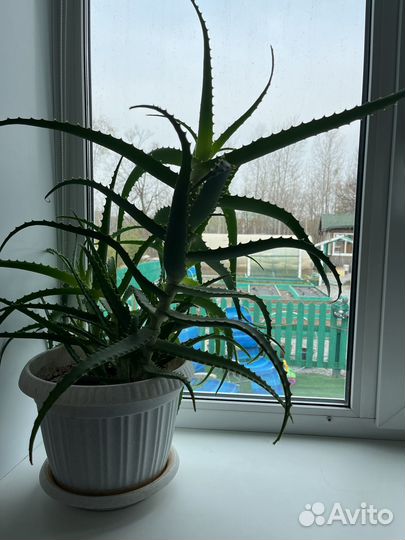 Алоэ