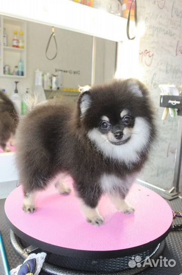 Щенки шпица