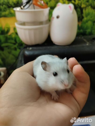 Джунгарские хомяки