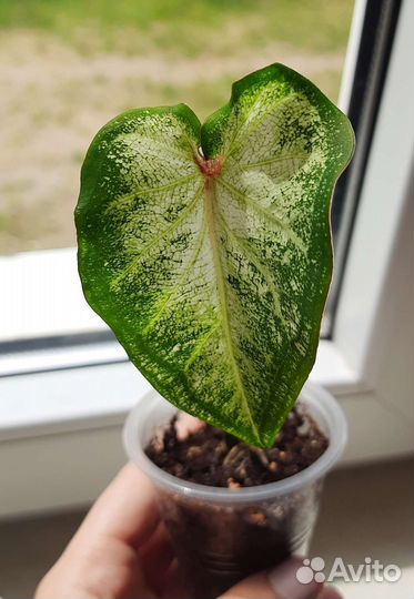 Каладиум White Wing