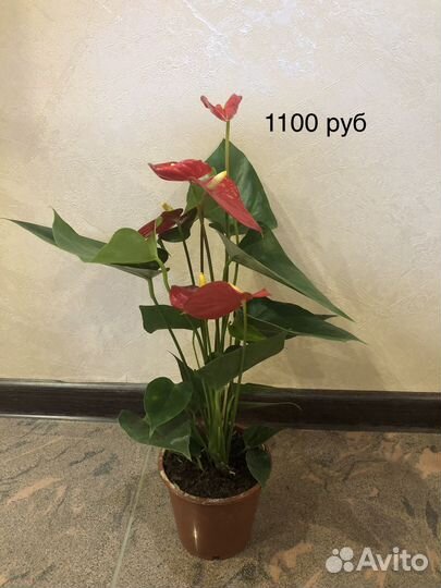 Антуриум красный