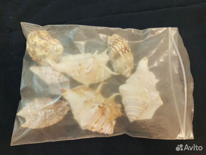 Морские ракушки