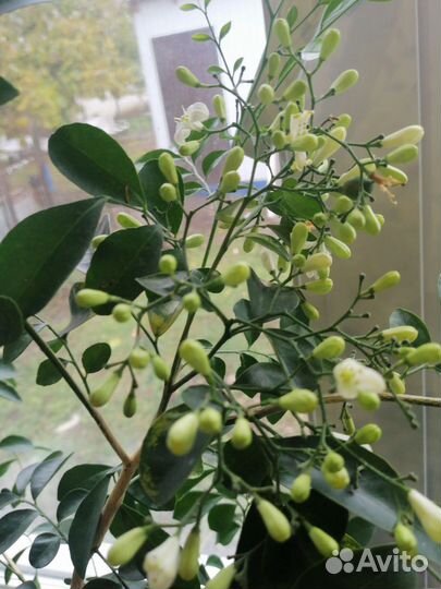 Мурайя метельчатая цветущая