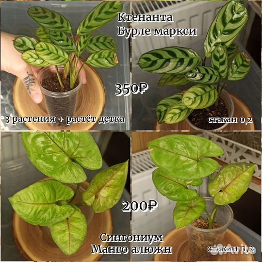 Ароидные, ктенанта, сансевиерия, традесканция