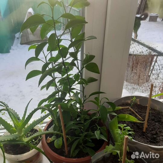 Алое,мандарин, каланхое