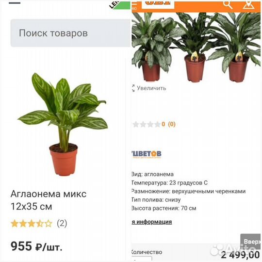 Аглонема.Герань королевская