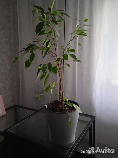 Продам фикус