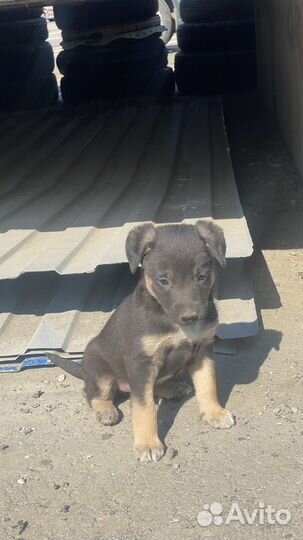 Собака в добрые руки щенок