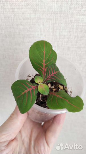 Комнатные цветы