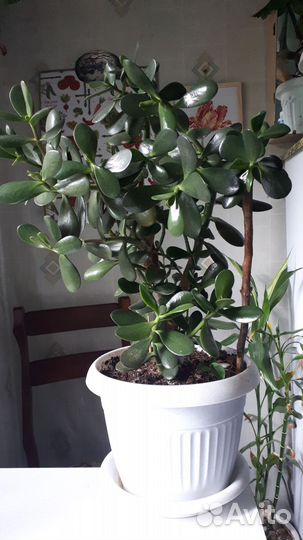 Крассула толстянка