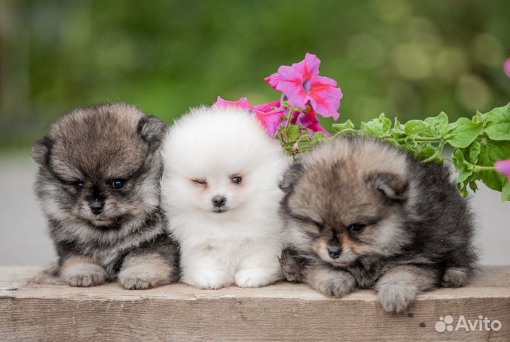 Щенки шпица