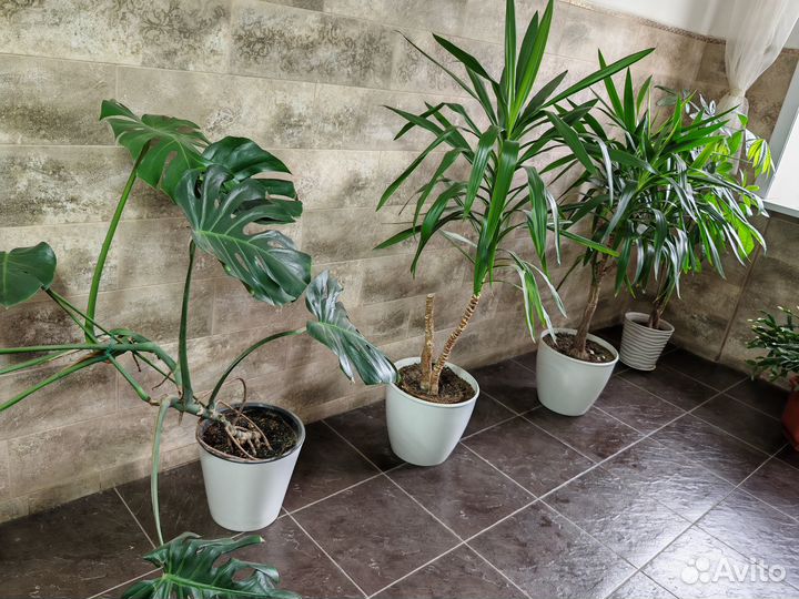 Комнатные растения цветы большие