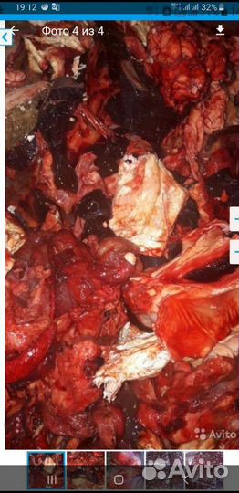 Корм для животных