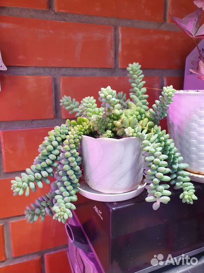 Седум буррито