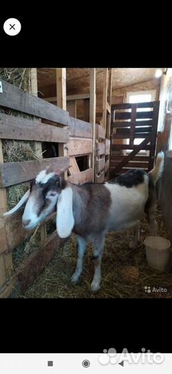 Молоко козье. Йогурт. Яйца