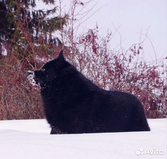Схипперке (шипперке)