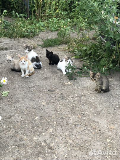 Котята в добрые руки 1,5 месяц