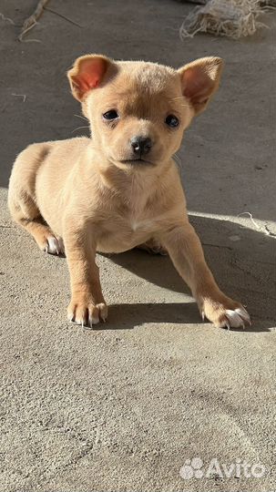 Той-терьер щенки