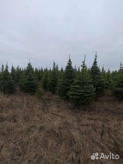 Ель колючая Глаука