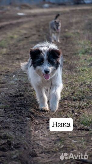 Возьми собаку с приюта